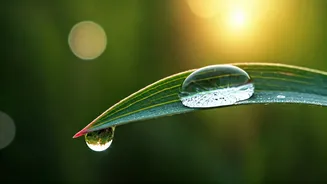 Mastering Your Best: Don Miguel Ruiz's Timeless Wisdom for Daily Living