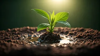 Plant Parents Need To Dump Standing Water Now