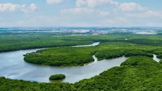 Coastal Mangrove Restoration Drives Provide Long-Term Surge Protection For Vulnerable Eastern Coastlines