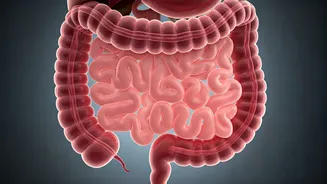 Is Your Gut Health Linked To Bathroom Habits?