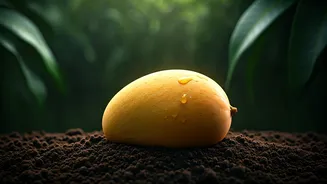 India’s Mango Farmers Deserve This Global Praise