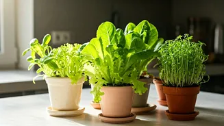 Salad Gardens Are The New Small-Space Kitchen Flex