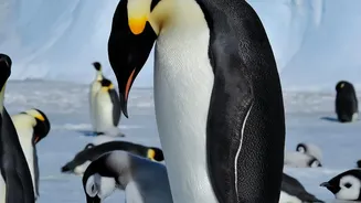 Emperor Penguins Face Habitat Pressure As Antarctic Sea Ice Remains Low
