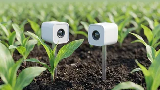 Low-Cost AI Sensors Safeguard Punjab And Maharashtra Farmers From Devastating Crop Diseases