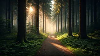 Shinrin-Yoku: Find Peace Through Forest Bathing