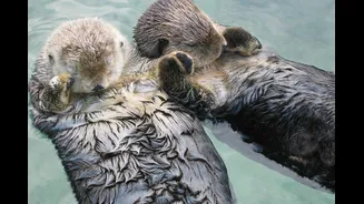 É verdade que as lontras dormem de mãos dadas?