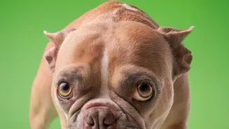 Xylitol Can Cause Rapid Low Blood Sugar and Liver Injury in Dogs