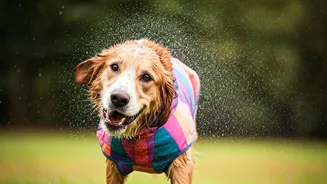 Quick Dry Microfibre Pet Raincoats Save Walking Downpours