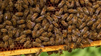 7 Astonishing Animals with Math Skills!