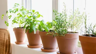 How to grow medicinal herbs at home