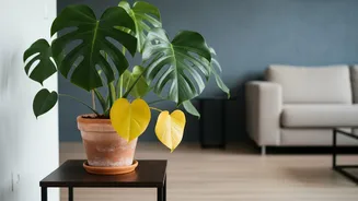 Yellow Leaves Alone Do Not Prove Repotting Is Needed