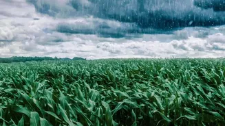 Weaker Monsoon: Which Food Prices Could Face Pressure?