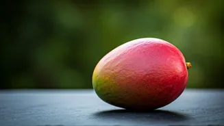 Mancurad Mango Prices Plummet by Rs 1,000/Dozen as Goan Harvest Swells