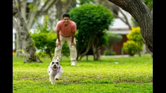 Dogs Don’t Just Remember You: Here’s How Their Memory Really Works