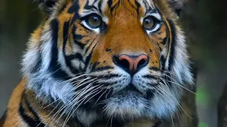 A 429-Tiger Estimate Marks a Conservation Milestone for Nepal