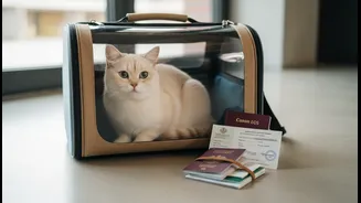 Travelling With Animals Needs Documents, Carriers And Stay Rules Checked First