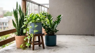 Indian Plant Parents Are Looking Beyond Trendy Species Towards Easier Balcony Choices