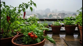 Urban Renters and Home Gardeners Need Better Information as Monsoon Balcony Micro-Gardens Can Turn Small Spaces into Edible Plots