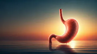 Hungry Tonight, Full Tomorrow? Decoding the Mystery of Morning Appetite Loss