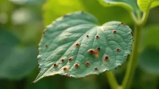Natural way to fight plant disease? It's chamomile water