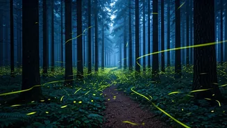 Book Late Night Guided Excursions For Rare Firefly Influx Trails