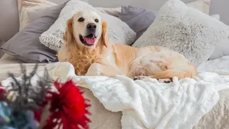 Tips for finding pet-friendly stays