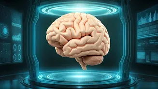 Peak Brain Performance: Unveiling Your Sharpest Years