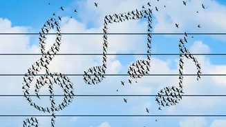 Birdsong Diversity May Share a Small Set of Acoustic Building Blocks