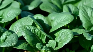 Spinach and Coriander Can Trap More Dirt During Monsoon Rains