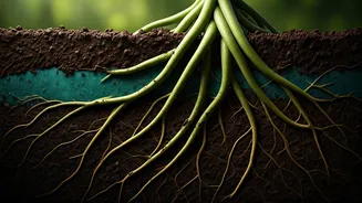 Rainy-Season Plant Care Starts Below The Surface