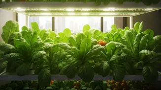 Why Delhi High Rise Residents Form Hydroponic Crop Sharing Collectives
