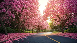 Bengaluru's Pink Bloom Map: Your Guide to the City's Ephemeral Floral Spectacle