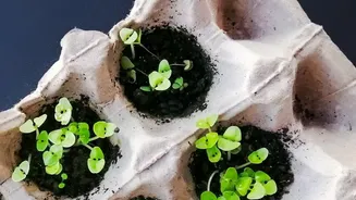 Sustainable Packaging Innovation: How Indian Startups Turn Algae Into Biodegradable Containers