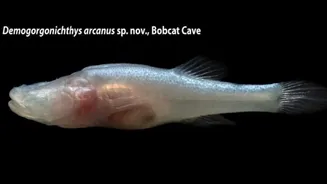 Novo peixe ‘demônio’ tem nome inspirado no Demogorgon