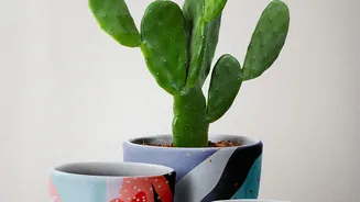 Ceramic Planters Can Turn Indoor Plants Into Part Of The Room Design Brings Attention To Grouped Ceramic Pots Can Create A More Cohesive Indoor Dis...