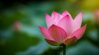 Practicing Wellbeing: The Art of Being Shalini