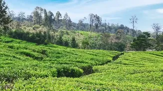 Coorg Coffee Plantation Stays Offer Quiet Off Season Escapes For Travellers Seeking Lush Green Scenery