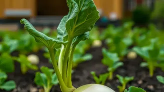 How To Save Urban Garden Soil: Restoring Beneficial Microbial Populations After High Waterlogging