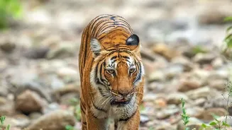 How New Train Passes Make Multi-Park Tiger Trails In Central India Affordable For Everyone