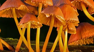 Mushrooms And Monsoon: What Makes Identification So Important