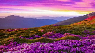 Tamil Nadu Protects Neelakurinji Under Wildlife Conservation Rules