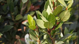 How to grow bay leaves in your balcony
