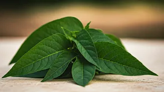 Jute Leaves: Unveiling the Nutritional Powerhouse of African Superfood Molokhia