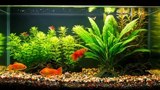 New to Aquariums? Try These 5 Fish First.
