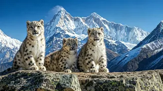 Rare Snow Leopard Family in Ladakh: A Breathtaking Video
