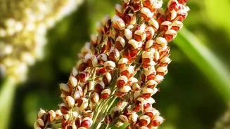 Plant Protein Synergy Guide: Combine Grains And Pulses For Complete Muscle Protein