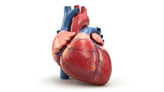 Preventing Heart Trouble: Expert Tips for a Healthier Life