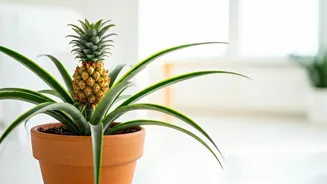 Grow This Pineapple Plant For Instant Cheer