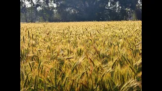 El Nino Threatens Wheat Production in India and Other Key Regions
