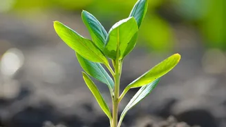 Plant Based Electrolytes From Agricultural Waste Help Build Safer Non Flammable EV Batteries